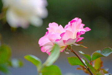 朝日に輝く薔薇の花びら。透明感のある花びらの質感。神戸市元町の山手ばら園で撮影
