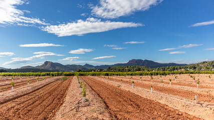 Fototapeta na wymiar Crops in the community of Valencia Spain, near Sagunto Spain. Valencia Spain.