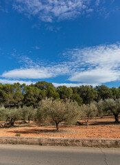 Olive tree cultivation. Olive tree cultivation in Sagunto Valencian Community. Valencia Spain.