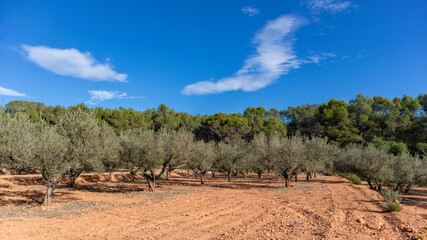 Olive tree cultivation. Olive tree cultivation in Sagunto Valencian Community. Valencia Spain.