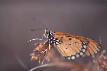 beautiful yellow butterfly in the garden,
beautiful butterfly with background copy space text