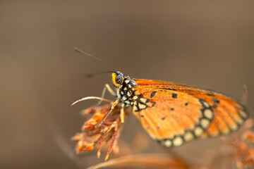 beautiful yellow butterfly in the garden,
beautiful butterfly with background copy space text
