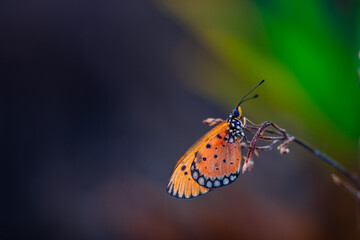 beautiful yellow butterfly in the garden,
beautiful butterfly with background copy space text