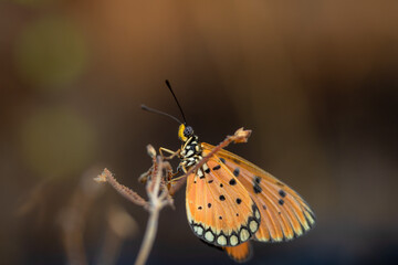 beautiful yellow butterfly in the garden,
beautiful butterfly with background copy space text