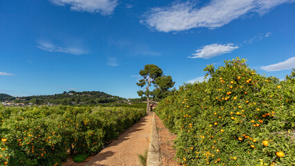 Fototapeta na wymiar Growing ripe oranges. Orange cultivation in Sagunto Valencian Community. Valencia Spain.