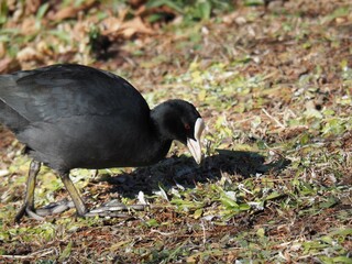 草を啄んでいるオオバン