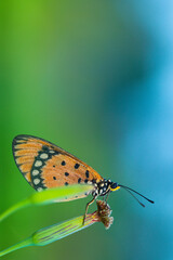 beautiful butterfly
beautiful yellow butterfly