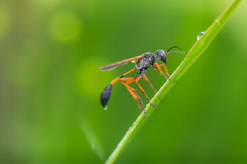 beautiful yellow beetle in the garden,
beautiful wasp with background copy space text