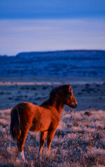 Wild pony in Arizona, USA