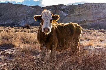 Curious cow stands his ground.