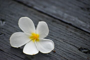 frangipani flower on wooden background