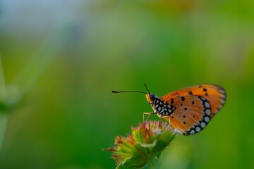 beautiful yellow butterfly in the garden,
beautiful butterfly with background copy space text