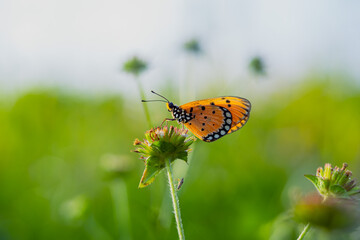 beautiful yellow butterfly in the garden,
beautiful butterfly with background copy space text