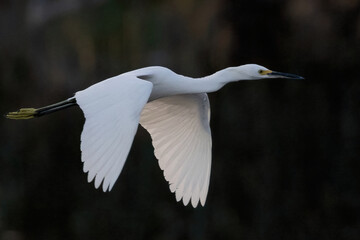snowy egret in flight
