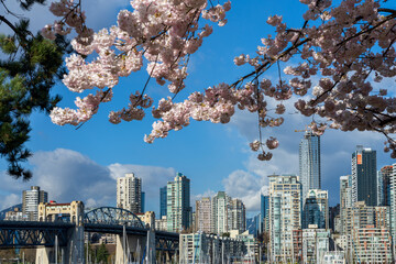 Vancouver City downtown skyscrapers skyline and Burrard Street Bridge. Cherry trees flowers full bloom in springtime. British Columbia, Canada. - obrazy, fototapety, plakaty