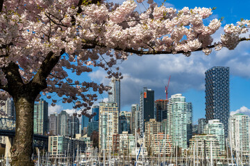 Naklejka premium Vancouver City downtown skyscrapers skyline. Cherry trees flowers full bloom in springtime. British Columbia, Canada.