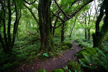 Obraz premium mossy rocks and old trees in a deep forest