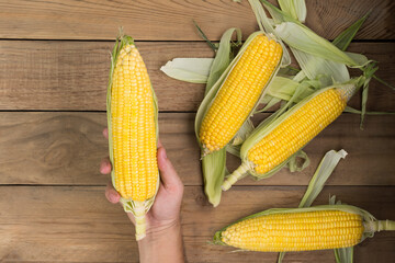 Fresh corn on the cob on a rustic wooden table with copy space - top view