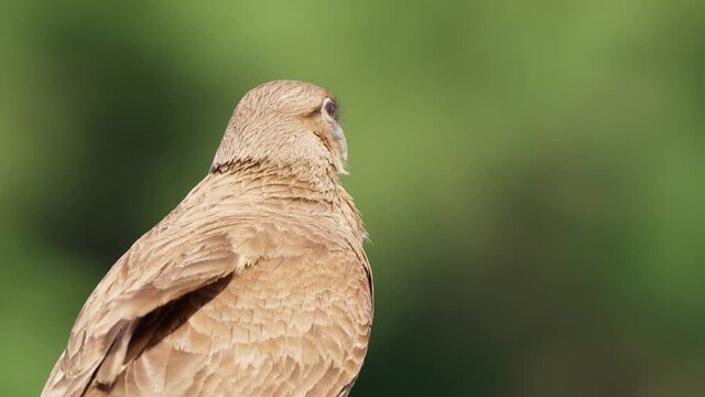 Profile shot of a solo chimango caracara, milvago chimango spotted in nature, perched at the riverbank awaiting for its prey, launch and fly away against blurred green forest background.