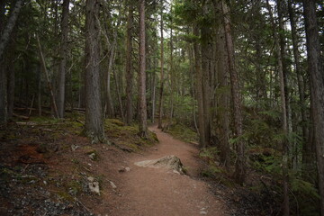 Forest Path
