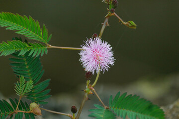 Kerala Mimosa pudica flower