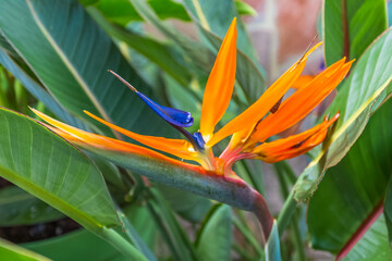 oiseau de paradis 