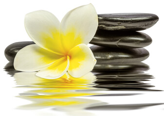 Fleur de frangipanier et galets zen