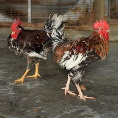 Chicken