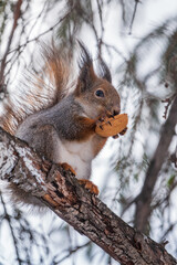 The squirrel with nut sits on tree in the winter or late autumn