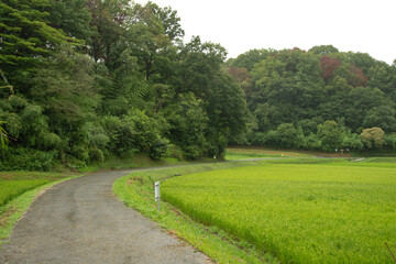 Fototapeta na wymiar 雨上がりの稲田と曲がり道の背景