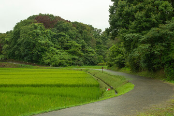 Fototapeta na wymiar 雨上がりの稲田と曲がり道の背景
