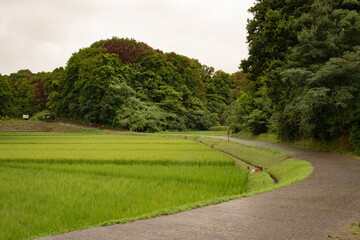 稲田と曲がり道の背景