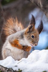 Squirrel in winter sits on a tree trunk with snow