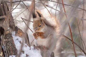 The squirrel with nut sits on tree in the winter or late autumn