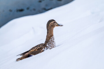 Female duck sits on the white snow