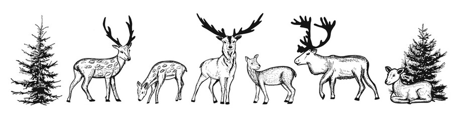 collection of reindeer hand drawing vector illustration. vector forest landscape with deer sketch. deer coloring doodle. scribble. Vector graphics. eps © bleskk