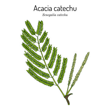 Acacia catechu Senegalia catechu , medicinal plant.