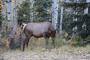 Elk In The Woods, Jasper National Park, Alberta