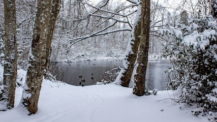 snow pond with ducks