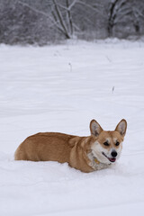 A dog in the snow. Winter in Russia