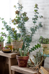 多肉植物のある暮らし