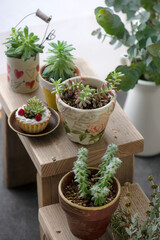 多肉植物のある暮らし