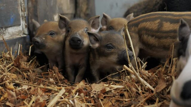 Little cute newborn piglets on a farm in a heap of straw, free range and growing ecological meat
