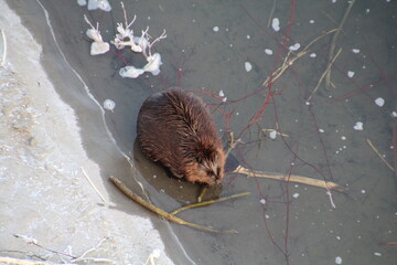 Beaver Eating, Gold Bar Park, Edmonton, Alberta
