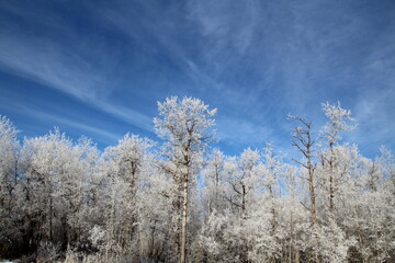 Obraz na płótnie Canvas trees in winter, Elk island National Park, Alberta