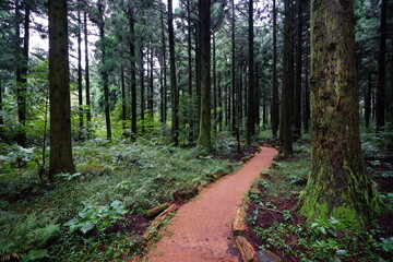 a pathway through wonderful cedar forest