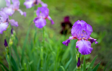 Close-up of a purple bearded iris blooming in the garden in early June.