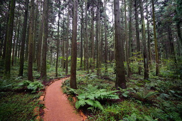 a wonderful cedar forest with fern and path