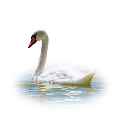 Graceful white Swan swimming in the lake, isolated on white background. Portrait of a white swan swimming on a lake.