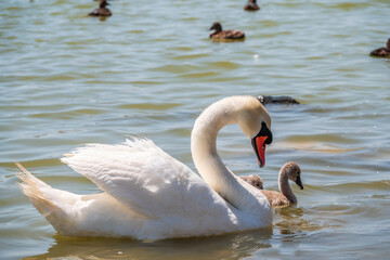 A female mute swan, Cygnus olor, swimming on a lake with its new born baby cygnets. Mute swan protects its small offspring. Gray, fluffy new born baby cygnets.